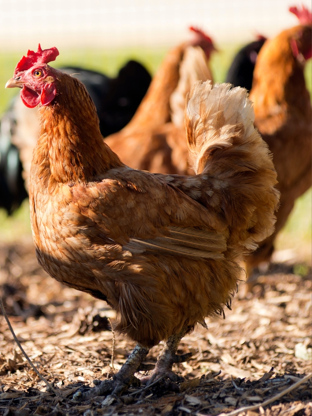 इस ऑस्ट्रेलियन नस्ल की मुर्गी को पालने से किसान हो सकते हैं मालामाल
