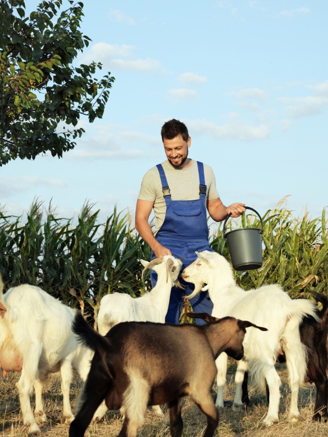 बरसात के मौसम में बकरियों की इस तरह करें देखभाल | Goat Farming