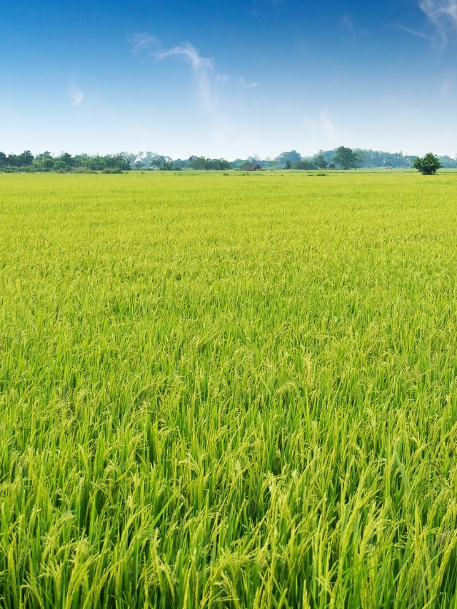 अलनीनों का खतरा होने के बावजूद भी चावल की बुवाई का रकबा बढ़ता जा रहा है