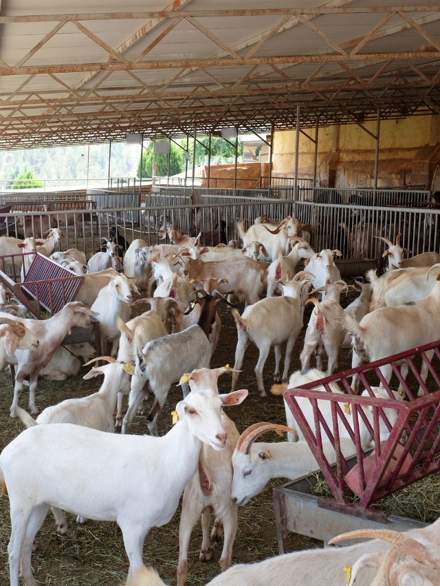 बकरी पालन और नवजात मेमने की देखभाल में रखे यह सावधानियां (goat rearing and newborn lamb care) in Hindi