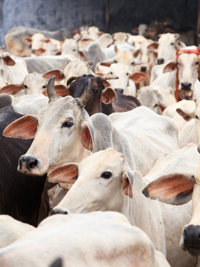 योगी सरकार द्वारा जारी की गई नंदिनी कृषक बीमा योजना से देशी प्रजातियों की गायों को प्रोत्साहन मिलेगा