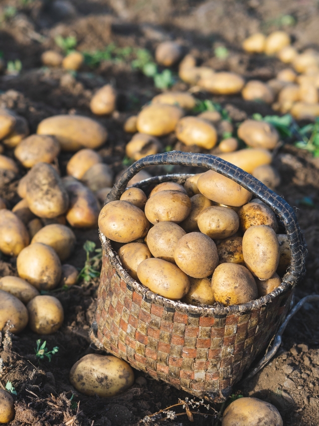 Potato farming: आलू की खेती से संबंधित महत्वपूर्ण जानकारी