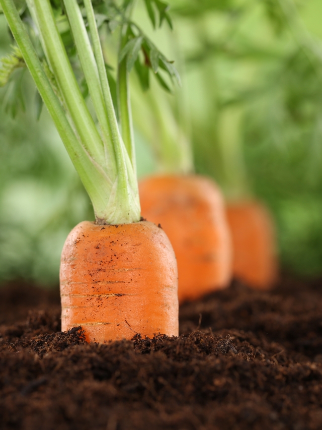 गाजर की खेती से जुड़े महत्वपूर्ण कार्यों की विस्तृत जानकारी