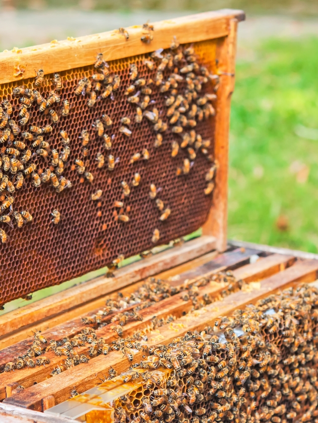 मधुमक्खी पालन से आप सालभर में लाखों रूपए की आमदनी कर सकते हैं
