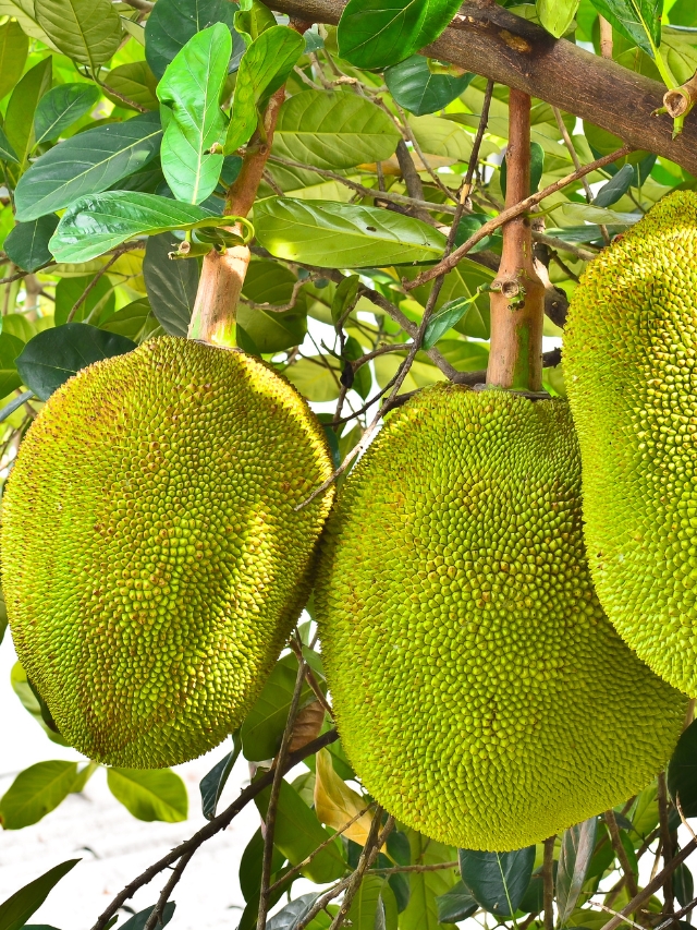 कटहल की खेती की सम्पूर्ण जानकारी (Jackfruit Farming Information In Hindi)