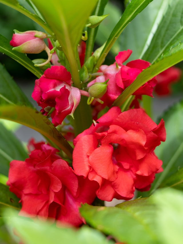 गर्मियों के मौसम मे उगाए जाने वाले तीन सबसे शानदार फूलों के पौधे