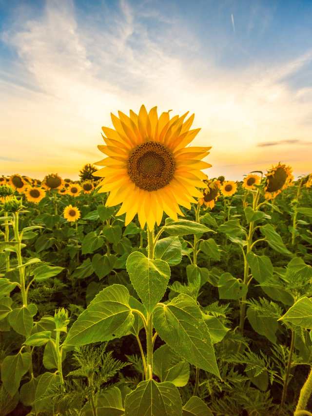 सूरजमुखी की फसल के लिए उन्नत कृषि विधियाँ (Sunflower Farming in Hindi)