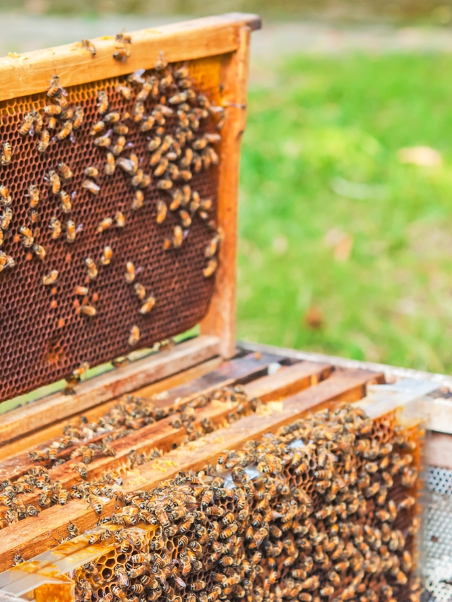 इस राज्य में मधुमक्खी पालन करने पर कृषकों को 90 प्रतिशत अनुदान मिलेगा