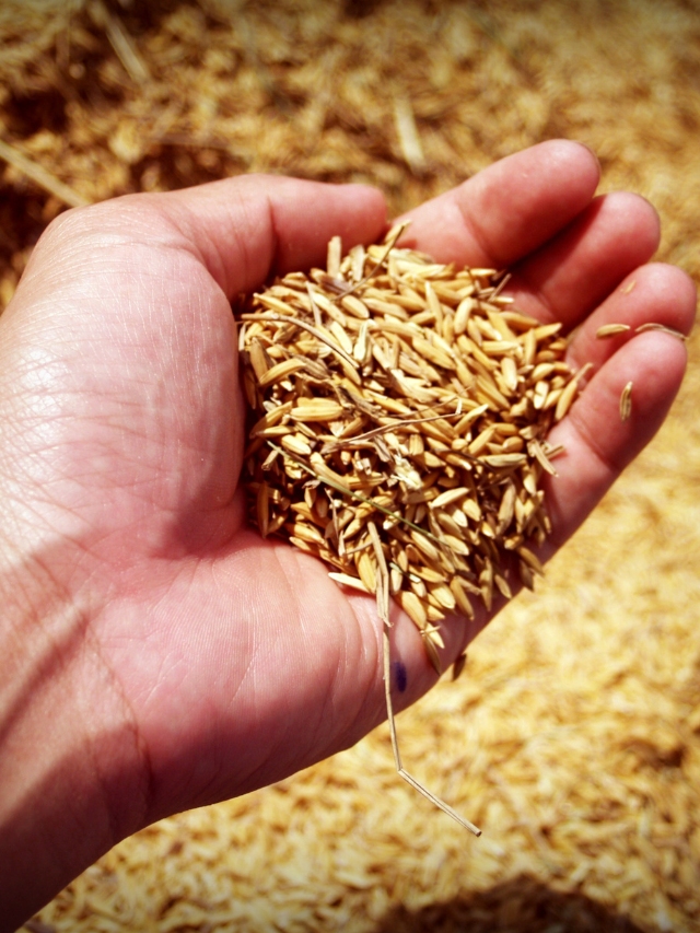 भारत की तरफ से चावल के निर्यात पर लगे बैन को लेकर कई देशों ने सवाल खड़े किए