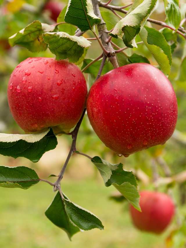बागवानों को 800 रुपए के विदेशी सेब का पौधा 200 में उपलब्ध कराएगी सरकार