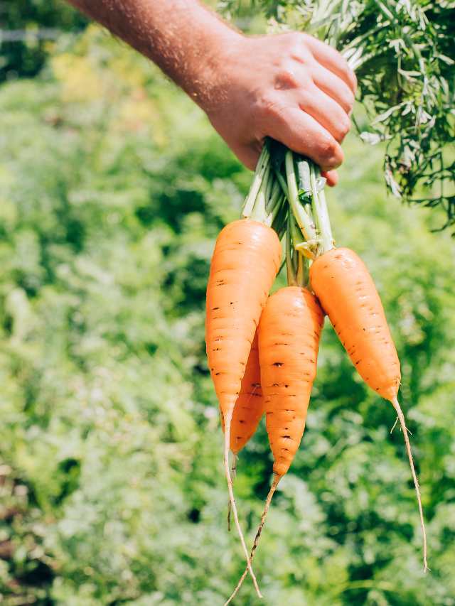 Carrot Farming: गाजर की खेती: लाखों कमा रहे किसान