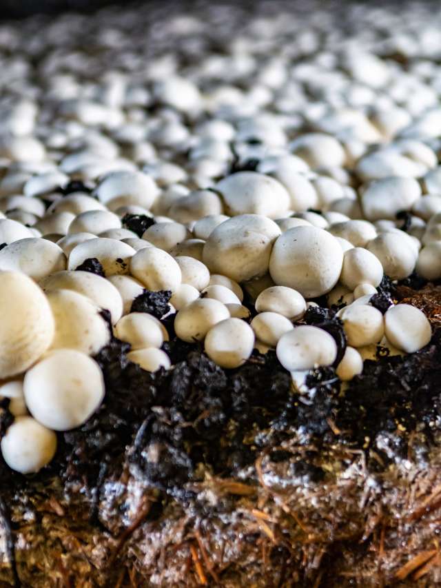 Mushroom Farming: मशरूम की खेती पर 50 प्रतिशत अनुदान की सुविधा