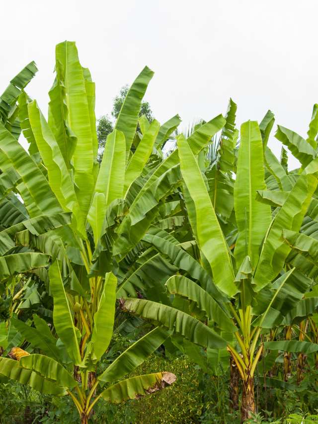 जाड़े के मौसम में अत्यधिक ठंड (पाला) से होने वाले नुकसान से केला की फसल को कैसे बचाएं ?