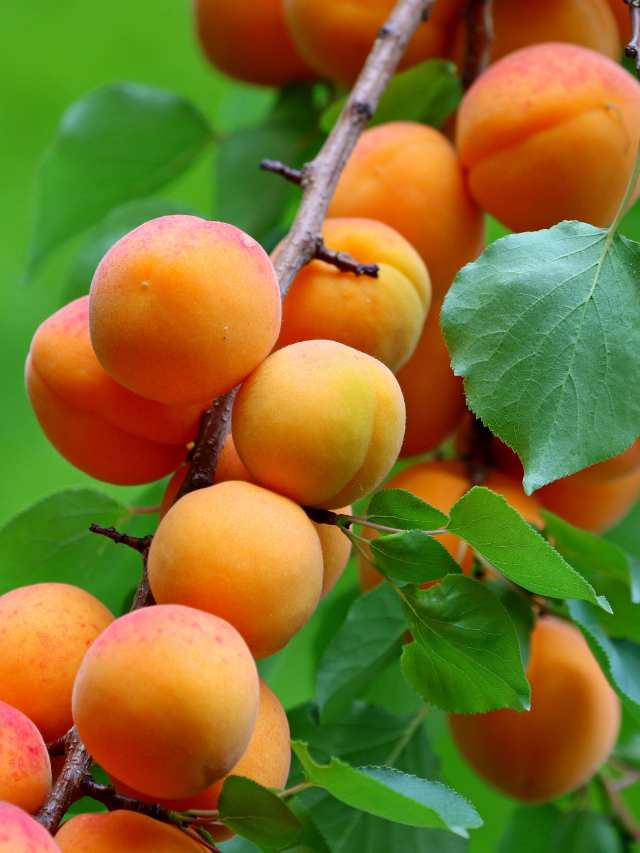 खुबानी (रेड बोलेरो एप्रिकॉट) Red Bolero Apricot ki Kheti ki jaankari Hindi mein