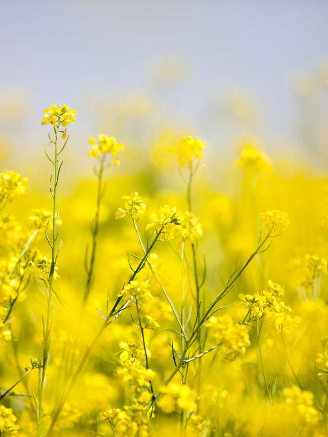 जानिए, पीली सरसों (Mustard farming) की खेती कैसे करें?
