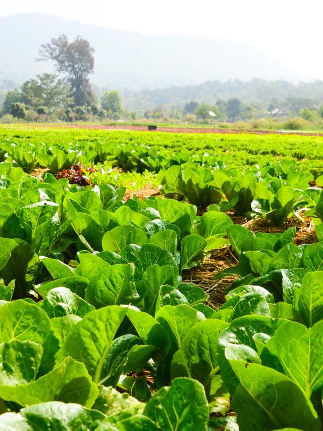 सब्जी उत्पादन को बढ़ावा देने के लिए इस राज्य में 75 फीसद अनुदान