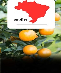 संतरे के प्रमुख उत्पादक देश: दुनिया भर में नारंगी रंग का स्वाद