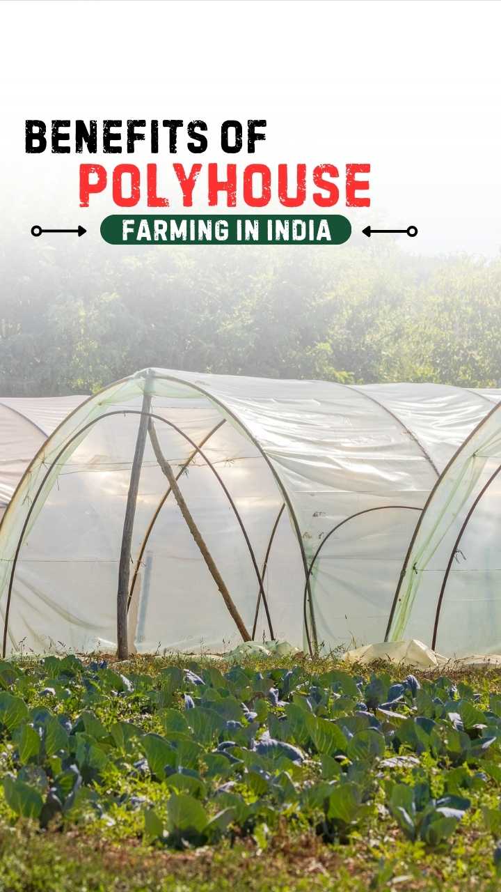 पॉलीहाउस खेती के फायदे भारत में