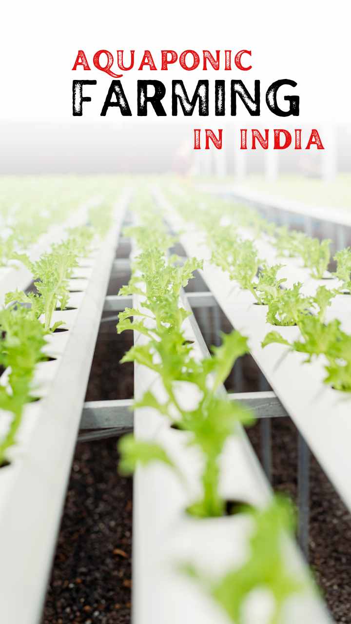 एक्वापोनिक खेती: भारत में एक नया आयाम