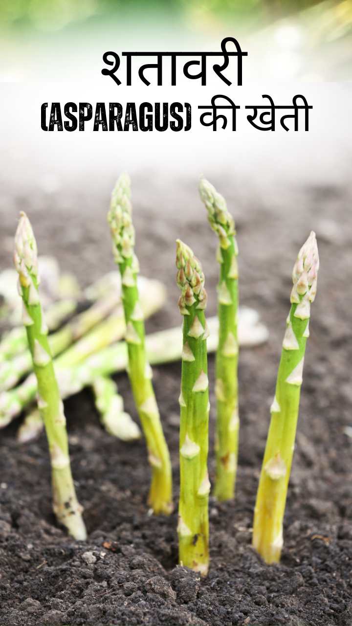 शतावरी (Asparagus) की खेती