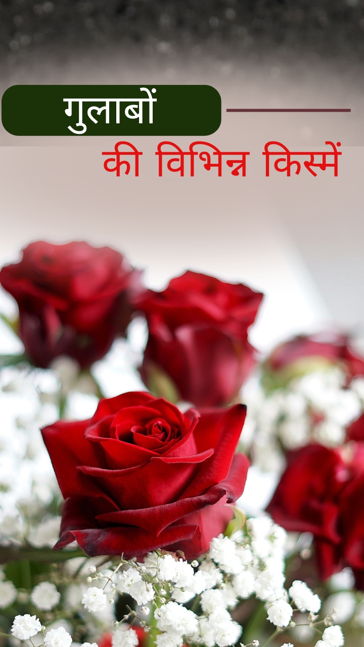 गुलाबों की विभिन्न किस्में (Types of Roses in Hindi)