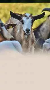 विदेशी बकरियों की बेहतरीन नस्लें: दूध उत्पादन और ऊन के लिए सबसे लाभकारी नस्लें