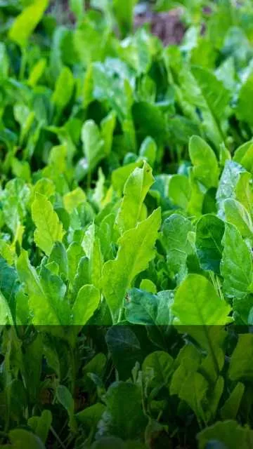 गमले में ऐसे उगाएं बथुआ, सेहत के लिए फायदेमंद है ये हरा साग