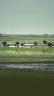 कॉन्ट्रैक्ट फार्मिंग क्या है और इसके फायदे?