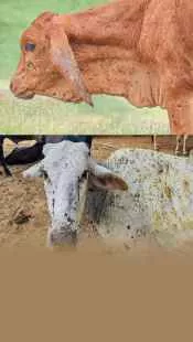 लंपी वायरस क्या होता है और इसके लक्षण एवं बचाव क्या हैं?
