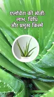 एलोवेरा की खेती: कम लागत में ज़्यादा मुनाफा पाने की सम्पूर्ण जानकारी