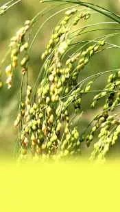 चीना की खेती की सम्पूर्ण जानकारी