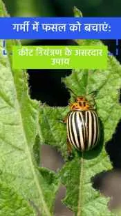 ग्रीष्मकालीन फसलों में कीटों से बचाव के स्मार्ट टिप्स!