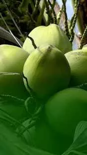 TOP 5 BENEFITS OF COCONUT WATER