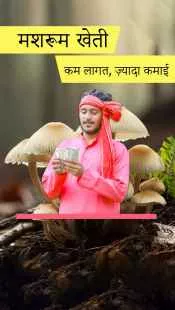 मशरूम खेती: कम लागत, ज़्यादा कमाई