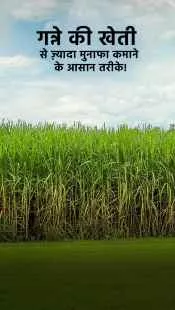 गन्ने की खेती कैसे करें और इसमें अधिक मुनाफा कैसे कमाएं?
