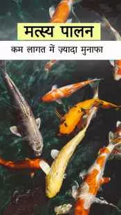कम खर्च, ज्यादा कमाई – शुरू करें मत्स्य पालन आज ही!
