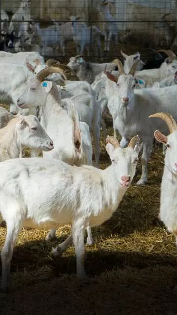 भारत में पाई जाने वाली बकरियों की प्रमुख नस्लें और उनके फायदे