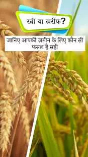 रबी या खरीफ? जानिए आपकी ज़मीन के लिए कौन सी फसल है सही 