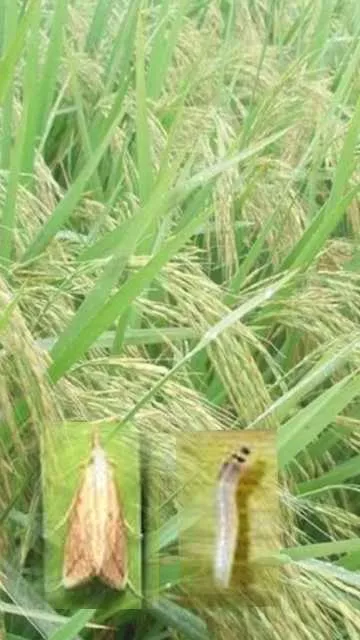 Paddy Insects - धान की फसल में लगने वाले पौध फुदके और तना छेदक किट के नियंत्रण उपाय
