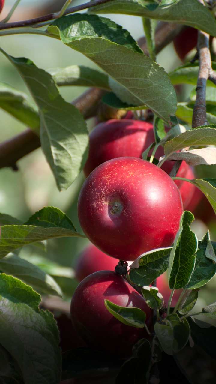 कश्मीरी सेब उत्पादन एक सफलता की कहानी