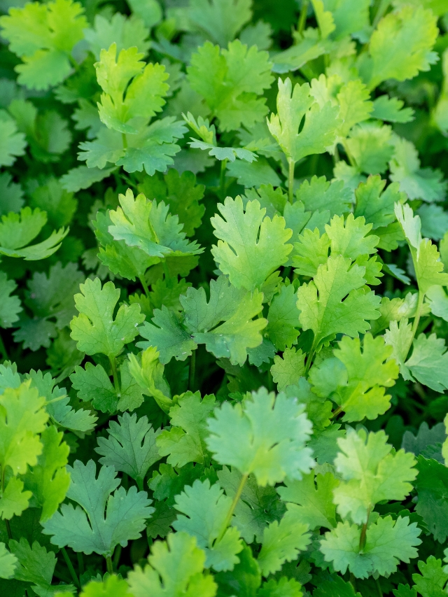 धनिया का उपयोग एवं महत्व [Dhaniya (Coriander) uses & importance in