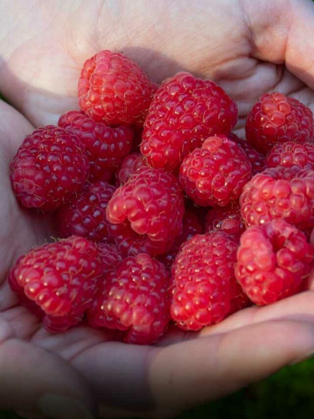 Indian Raspberry Varieties रसभरी की खेती गाइड – Web Stories