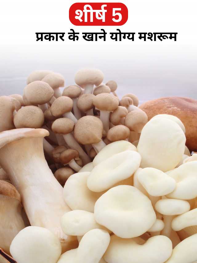 शीर्ष 5 प्रकार के खाने योग्य मशरूम (Top 5 Types of Edible Mushrooms